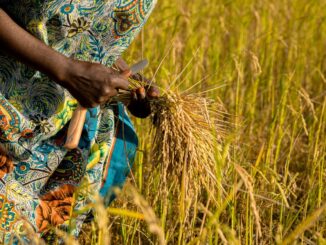 https://pixabay.com/photos/rice-field-farmer-harvest-farmland-6529398/