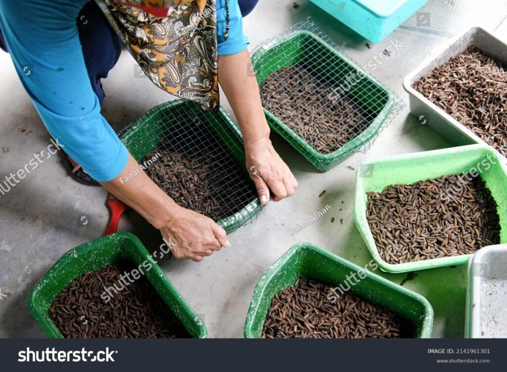 Yogyakarta, Indonesia - 03-22-2022: a woman is taking and packing black soldier fly larvae at an insect farm in Bantul, Yogyakarta